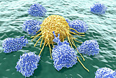 T-Zell-Rezeptor-Immuntherapien gegen Krebs 